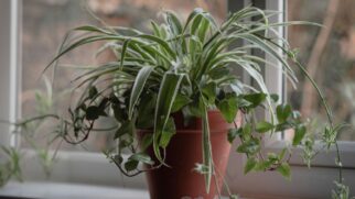 Planta resistente se adapta a ambientes úmidos e melhora o frescor do banheiro