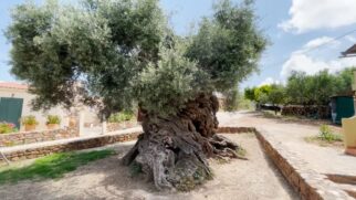 A área da árvore é protegida por autoridades locais, com visitação tranquila e ambiente familiar.