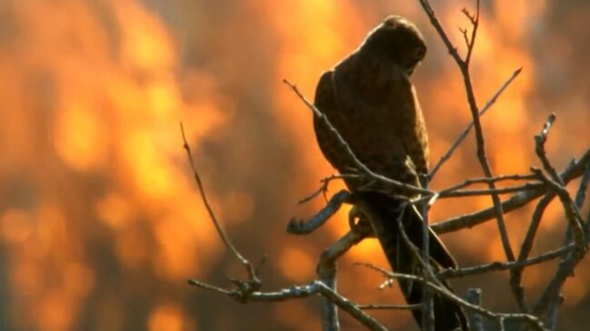 As aves de rapina da Austrália lembram que a linha entre "desastre natural" e "estratégia de sobrevivência" nem sempre é tão nítida quanto parece.
