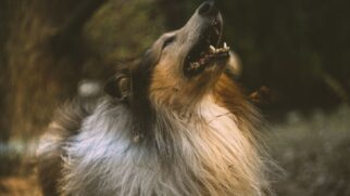 Segundo alguns especialistas, é possível que os cachorros sintam algo semelhante ao ciúme humano