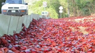 São dezenas de milhões de deles todos os anos