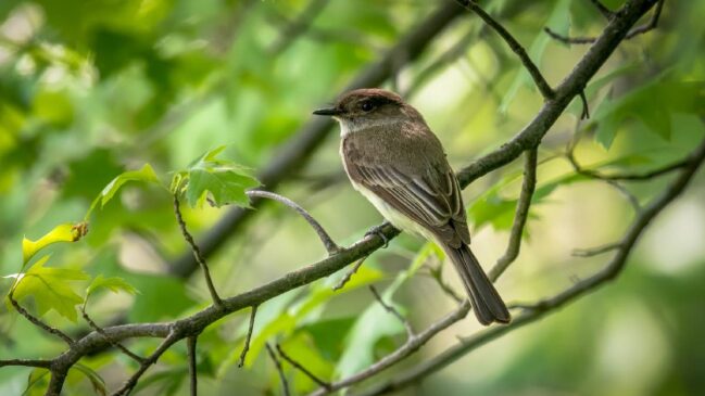 Água limpa, abrigo e alimento transformam o jardim em refúgio seguro para aves durante o inverno
