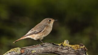 Até mesmo em grandes centros urbanos, algumas dessas aves estão presentes