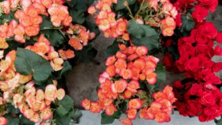 Essas três plantas mantêm o jardim florido e bonito com pouca manutenção