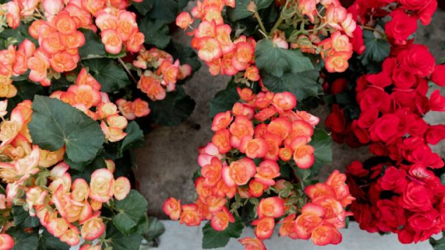 Essas três plantas mantêm o jardim florido e bonito com pouca manutenção