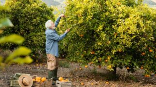 Conheça a cidade paulista que colocou o Brasil no topo da produção de laranjas em todo o mundo