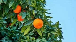 A laranja é uma das principais fontes naturais de vitamina C, nutriente fundamental para a defesa do organismo