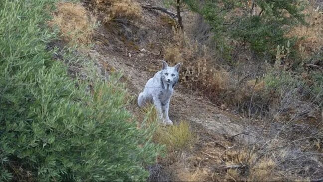 Lince-ibérico branco foi flagrado por fotógrafo amador na Espanha