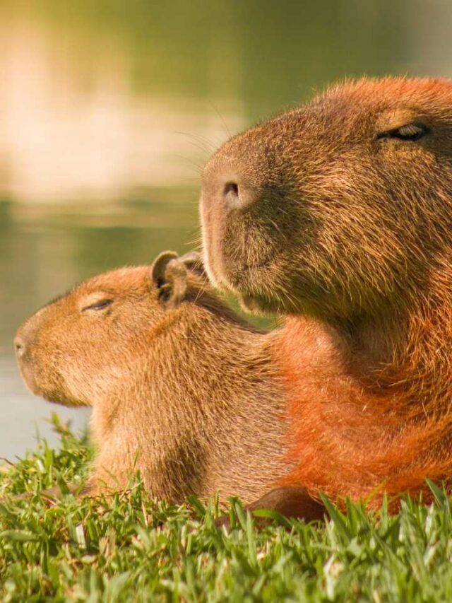 Por que jacaré não come capivara?