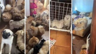Equipe de policiais e veterinário identificou sinais de uso dos animais para reprodução