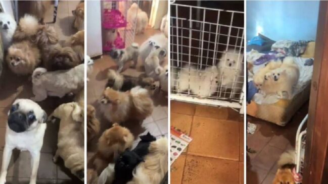 Equipe de policiais e veterinário identificou sinais de uso dos animais para reprodução