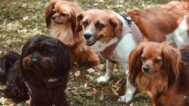 Foi quando, com o cachorro na mão resolvi gritar: achei o nosso cãozinho fujão
