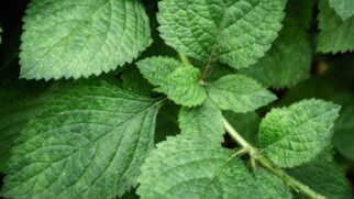 Erva-cidreira se destaca como opção natural para noites mais tranquilas
