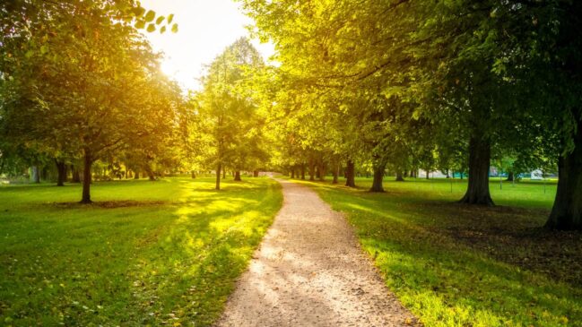 Entre trilhas, mirantes e bosques, Guarulhos mostra que é possível viver cercado de verde mesmo em meio à região metropolitana.
