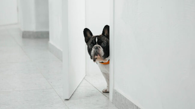 Mesmo sem ver ou aparentar ouvir nada, os animais de estimação já conseguem identificar que o tutor está retornando