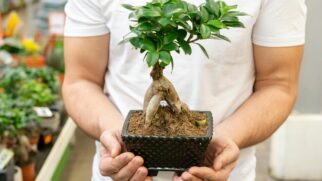 Estas ávores podem ser plantadas em casa e mesmo assim dar frutos