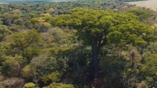 Por muito tempo a gigante passou despercebida, mas agora cientistas apostam em até 900 anos de vida
