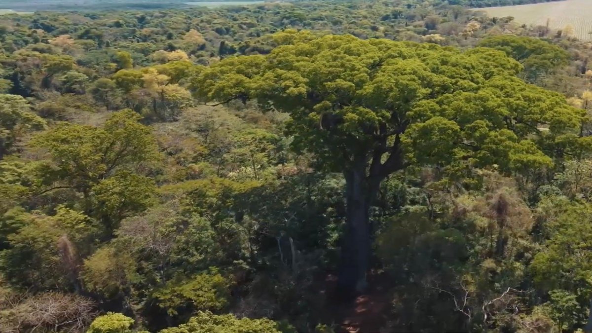 Por muito tempo a gigante passou despercebida, mas agora cientistas apostam em até 900 anos de vida