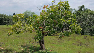 Goiabeira reúne sombra, beleza e praticidade em áreas urbanas.
