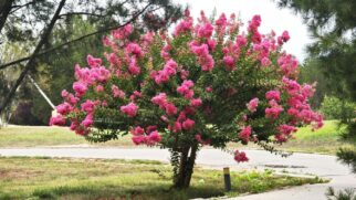 Árvores simples de cuidar que colorem o quintal de casa