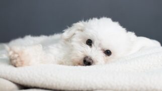 Diminuição de poodles no Brasil está diretamente relacionada com a sua popularidade; entenda