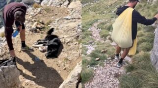 Cachorro é resgatado de montanha e ganha amiga em novo lar