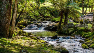 Rio correndo em meio à mata no Parque Nacional de Itatiaia.
