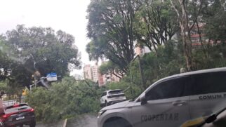 Ventos fortes derrubaram árvores e afetam rede de distribuição de energia elétrica