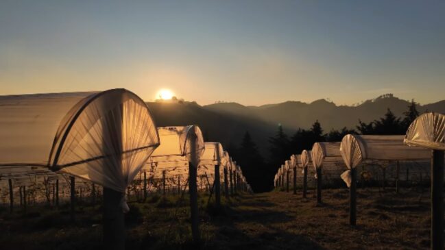 Além do frio, das paisagem serrana e das vivências do campo, a cidade mineira também ganhou destaque com oliveiras e degustação de azeite