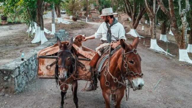Viajante leva seu cachorro Bastião e duas mulas para transporte em sua jornada de volta ao Brasil