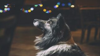 Cuidados práticos protegem a saúde do cachorro durante fogos e festas de fim de ano