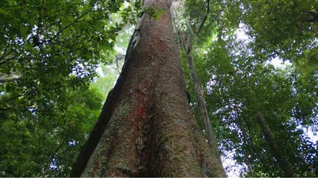 Parque no Amapá e Pará entrega aventura, biodiversidade e uma das paisagens mais remotas da Amazônia