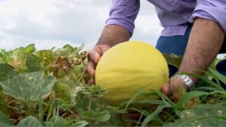 Com produção contínua e foco em exportação, a Fazenda reafirma o poder agrícola do Nordeste