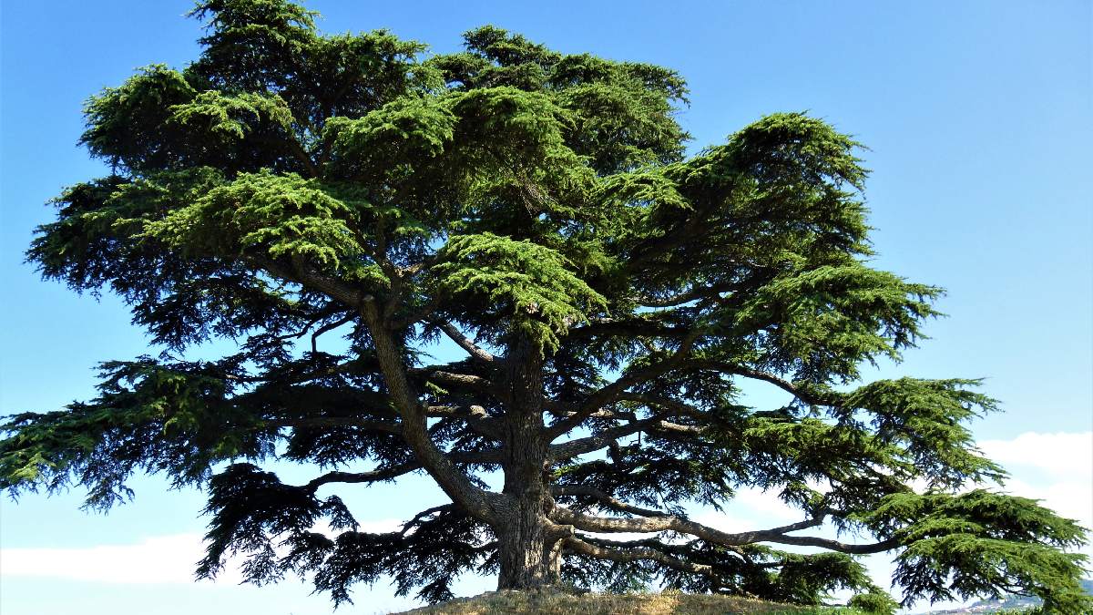 A história do cedro libanês vem dos fenícios