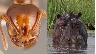 O comportamento imprevisível da formiga-de-fogo contrasta com o porte do hipopótamo
