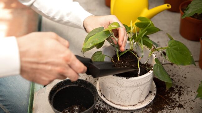 Mais do que sorte, plantas da prosperidade ajudam a marcar intenções e renovar a casa no Ano Novo