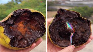 Pesquisas apontam alta concentração de antioxidantes na fruta apelidada de "pudim de chocolate da natureza".