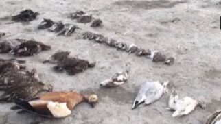 Episódio reacendeu alertas sobre clima, água e sobrevivência das aves.