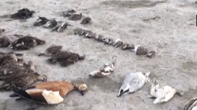 Episódio reacendeu alertas sobre clima, água e sobrevivência das aves.
