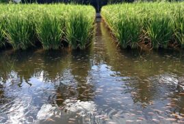 Sistema integra hoje mais de 5 milhões de peixes por safra em áreas irrigadas de diversas províncias