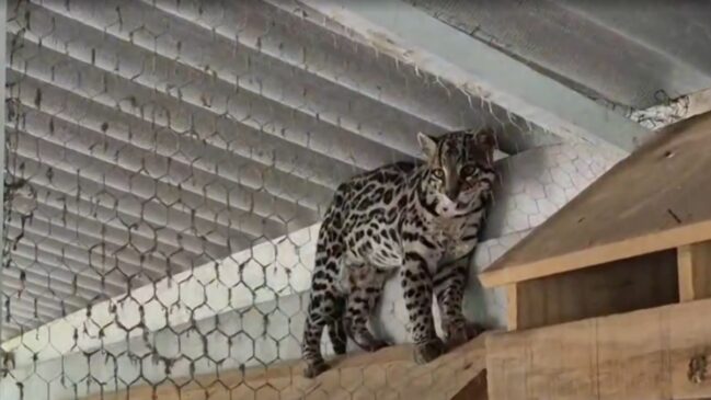 Jaguatirica invadiu galinheiro no interior de São Paulo