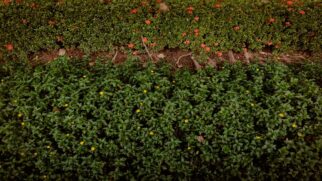 Estratégias com vegetação reduzem abrigo, alimento e entrada de peçonhentos em casas