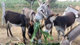 O jumento - também conhecido como asno ou jegue -, domesticado há mais de 7 mil anos, sempre foi essencial no trabalho rural, mas perdeu espaço com a mecanização do campo e o avanço da tecnologia
