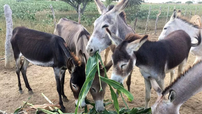 O jumento - também conhecido como asno ou jegue -, domesticado há mais de 7 mil anos, sempre foi essencial no trabalho rural, mas perdeu espaço com a mecanização do campo e o avanço da tecnologia
