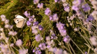 Com luz certa e solo leve, a lavanda vira protagonista no jardim e nos vasos
