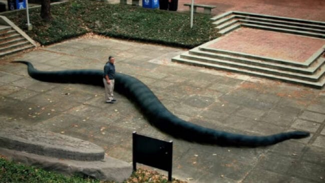 Descoberta em mina de carvão, Titanoboa funcionou como um "termômetro vivo" do planeta há 60 milhões de anos.