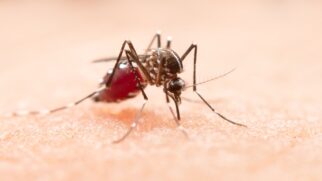 Saiba como evitar mosquitos na sua casa