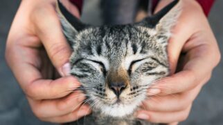 O olfato dos gatos é 14 vezes mais apurado que o olfato humano