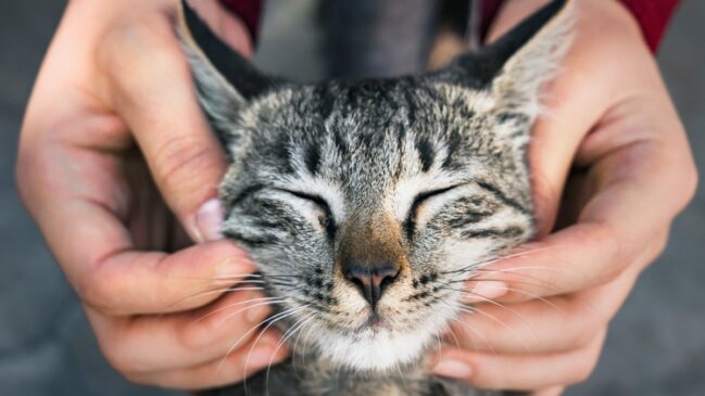 O olfato dos gatos é 14 vezes mais apurado que o olfato humano
