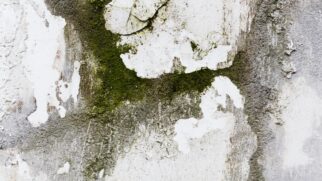 Uma solução acessível promete acabar com o musgo em pouco tempo e sem esforço excessivo